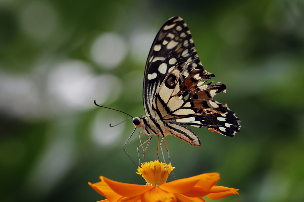 Una hermosa mariposa