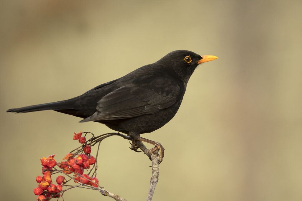 Interesting Facts About Blackbirds