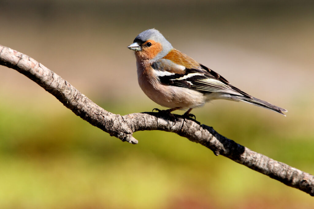 Interesting Facts About Bowfinches