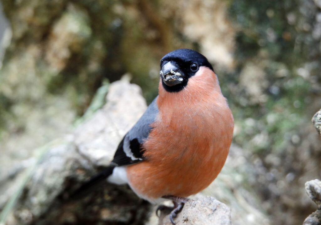 Interesting Facts About Bullfinches