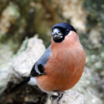 Interesting Facts About Bullfinches