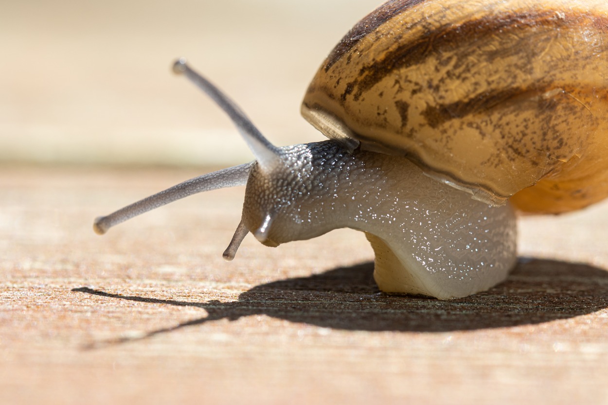 Les escargots et leur audition