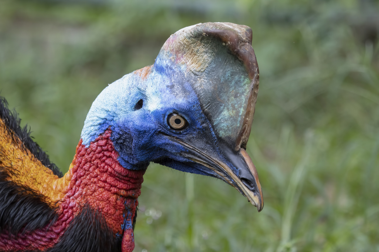 Interesting Facts About Cassowaries