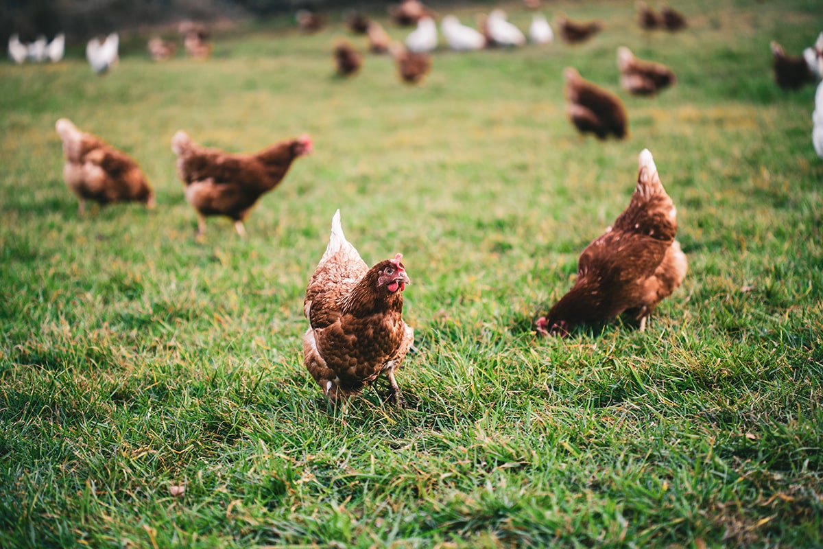 Faits réels et amusants sur les poules