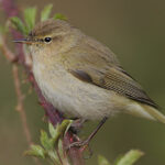 Interesting Facts About Chiffchaffs