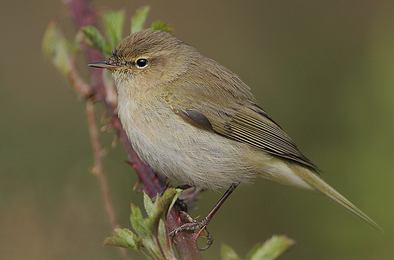 Fatos interessantes sobre os chiffchaffs