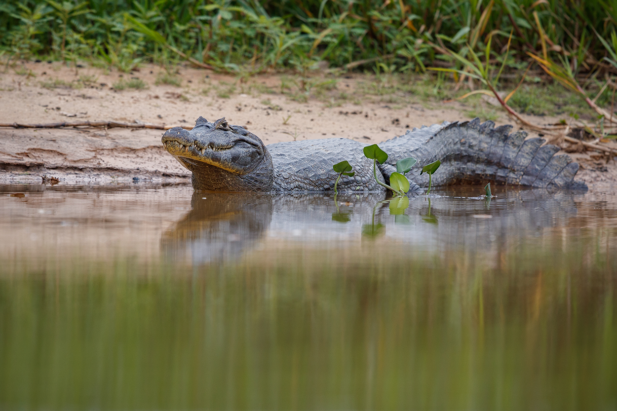 Crocodile facts for children