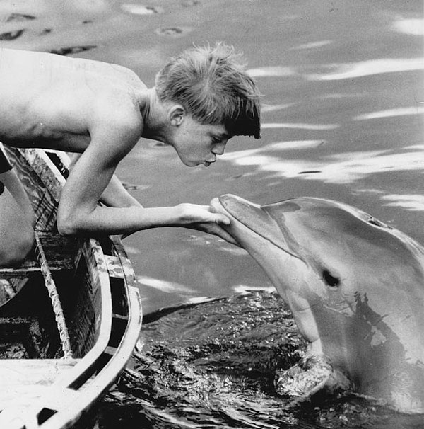 Tatsache: Filme - wie "Flipper" - haben dazu beigetragen, dass wir Delfine als intelligente Tiere wahrnehmen.