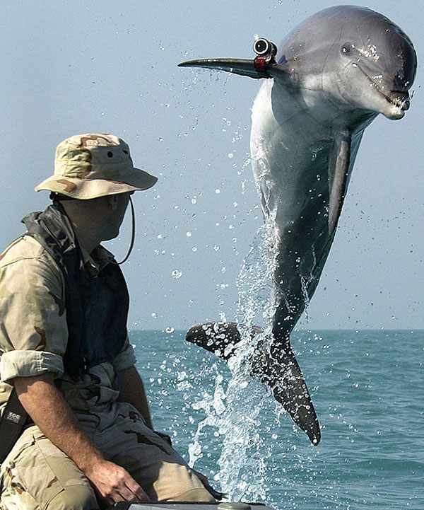 Fact: Dolphins are used for military purposes by the US and Russia