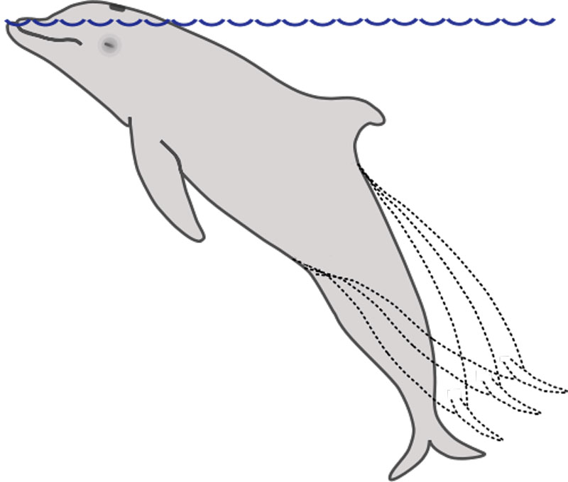 Hecho: Los patrones de sueño de los delfines cambian dependiendo de si viven en libertad o en cautividad.