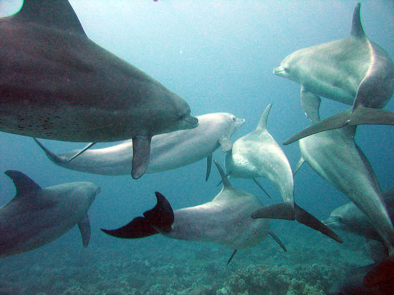 Fact: Dolphins are social pack animals