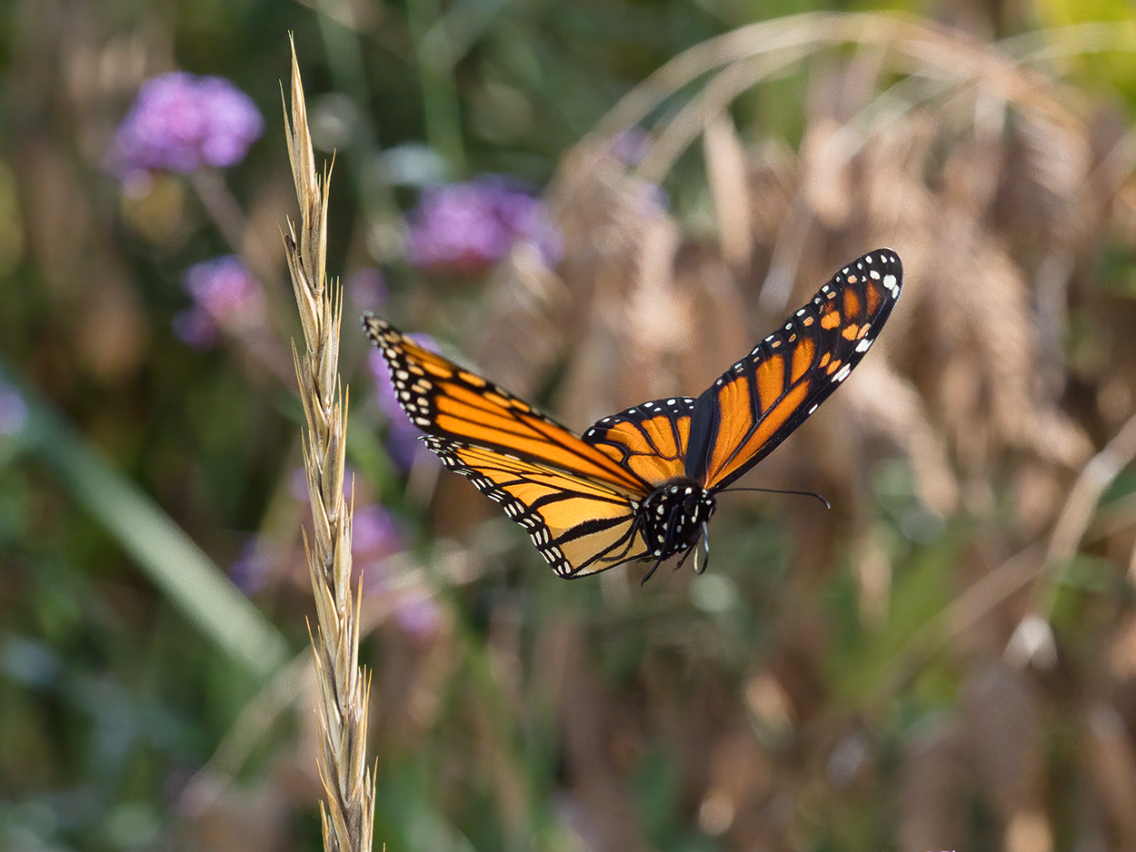 Datos sobre las mariposas para niños