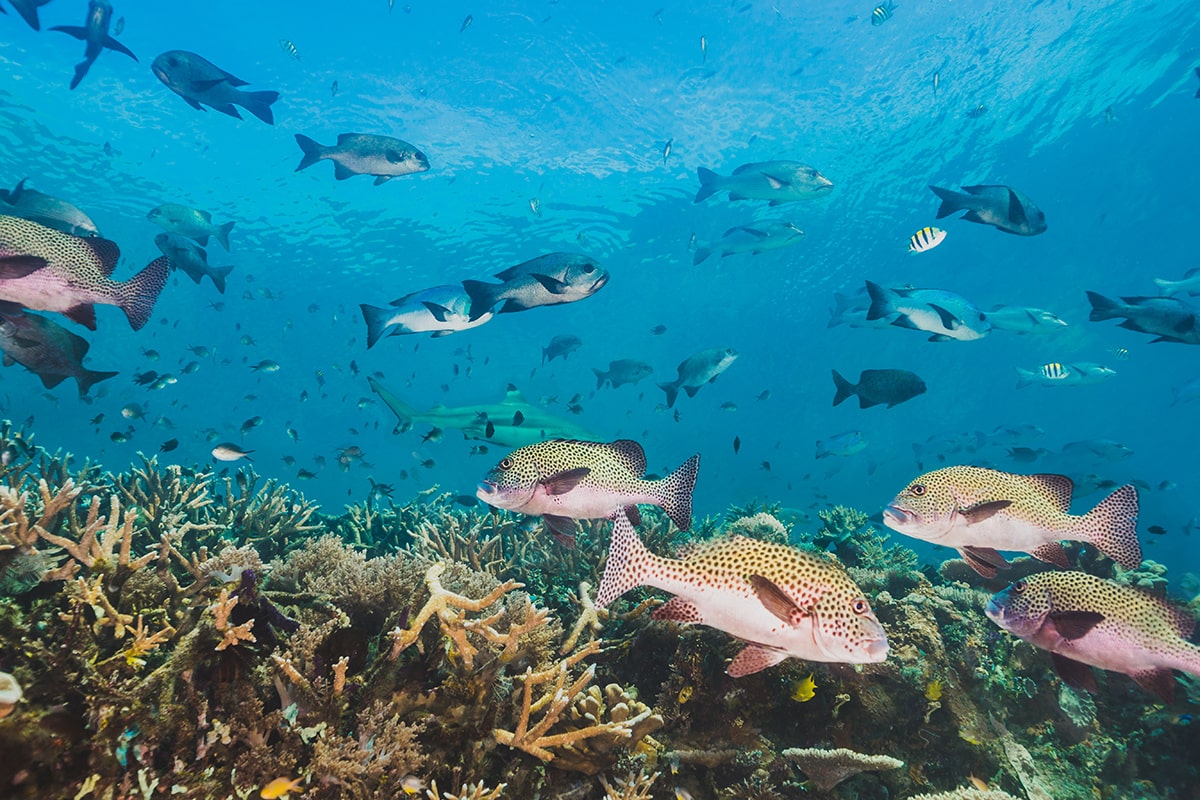 Datos sobre el pescado