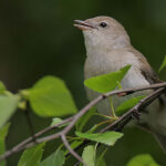 Interesting Facts About Garden Warblers