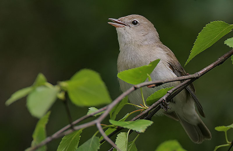 Faits intéressants sur les fauvettes des jardins