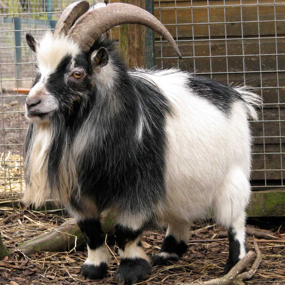 Fact: Pygmy goats are not a breed, but a species