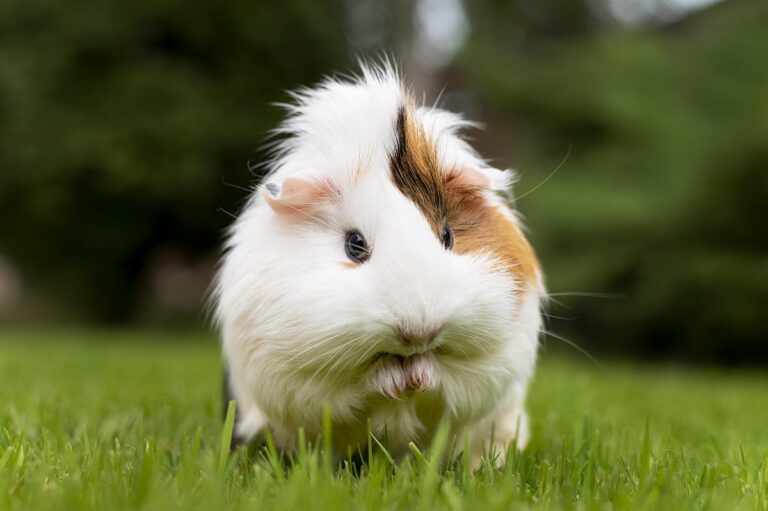 Guinea pig facts - 21 interesting facts about guinea pigs