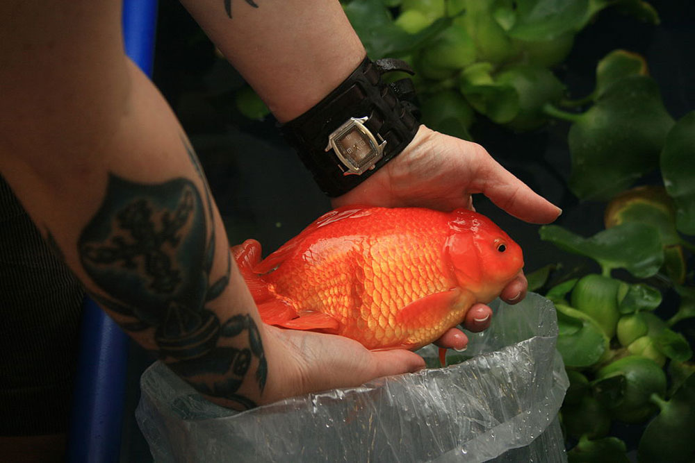 Tatsache: Goldfische können größer sein, als die meisten Menschen denken