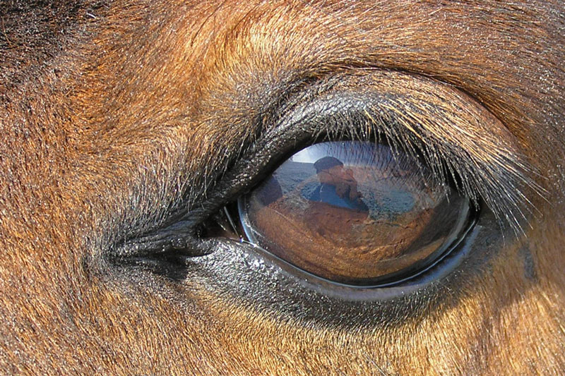 Fait : Le cheval a les plus grands yeux de tous les animaux vivant sur terre.