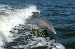 Fact: Bottlenose dolphins are the most abundant dolphin species on Earth