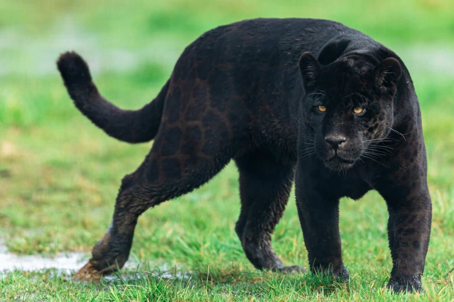 Facts About Panthers   Habitat, Diet, Appearance, Etc