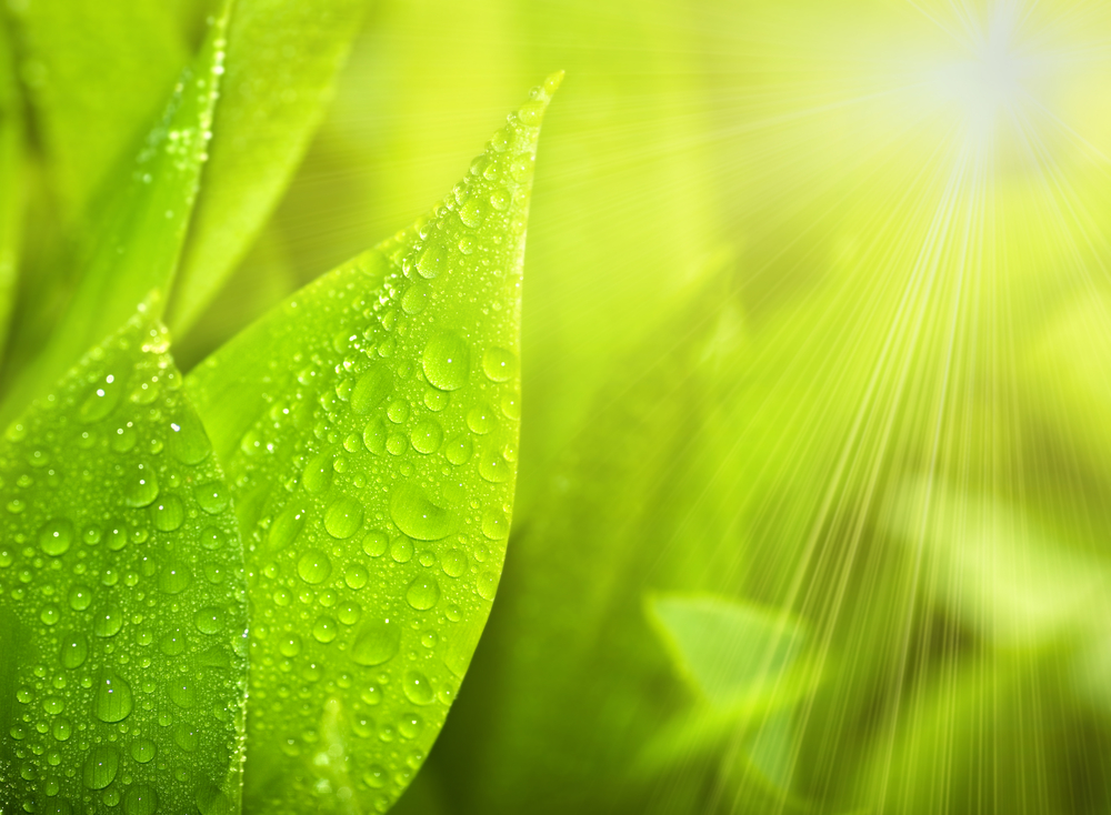 Photosynthesis is a unique process in plants