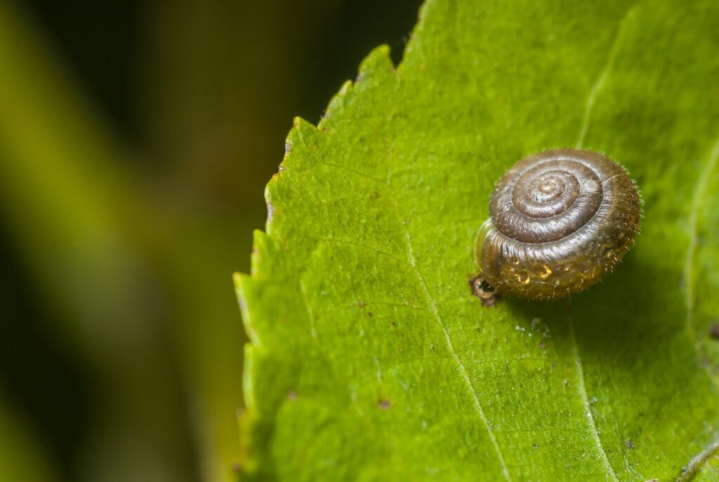 Les escargots entendent grâce à leurs organes sensoriels