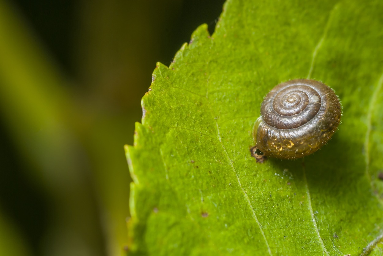 Os caracóis ouvem com órgãos sensoriais